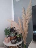 672522211: Chico busca chica en Mallorca