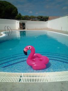 Chica busca chico en Sevilla: 